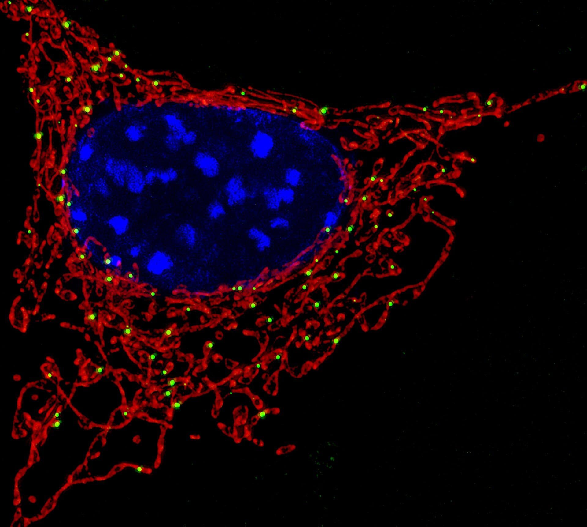 A cell under fluorescence microscopy: the red network is its mitochondria, the blue is the nucleus
